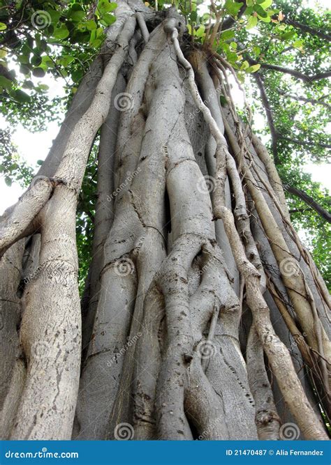 Banyan Tree Roots Royalty Free Stock Photography - Image: 21470487