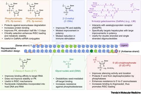 siRNA modification and delivery for drug development: Trends in Molecular Medicine