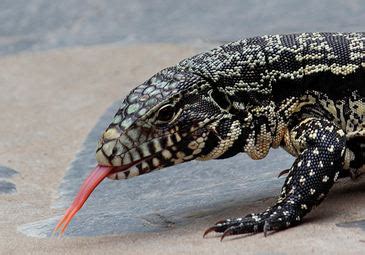 Argentine Red Tegu Size - These highly intellectual lizards can even be ...