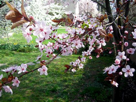 Fruit Trees - Home Gardening Apple, Cherry, Pear, Plum: Purple Leaf ...