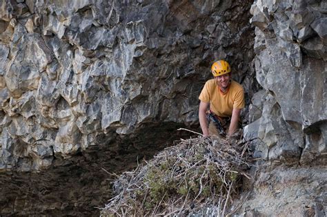 American Alpine Institute - Climbing Blog: Golden Eagle Nest Work