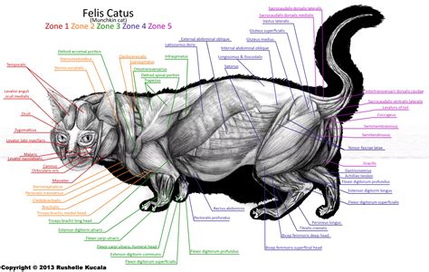 Munchkin Cat Muscle Anatomy by TheDragonofDoom on DeviantArt