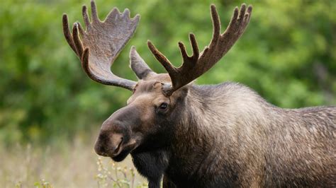 Petition · Make The plural of moose meese - Canada · Change.org