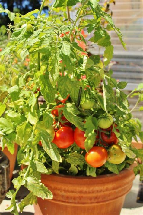 13 Basic Tomato Growing Tips For Containers To Grow Best Tomatoes ...