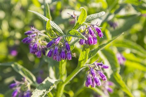 How to Grow and Care for Comfrey