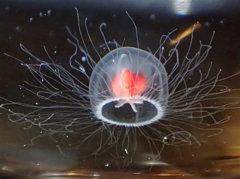 Turritopsis Dohrnii: La Medusa Que Puede Desafiar La Muerte