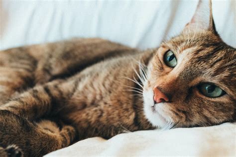 What is Feline Leukemia and how can it be prevented? | FirstVet