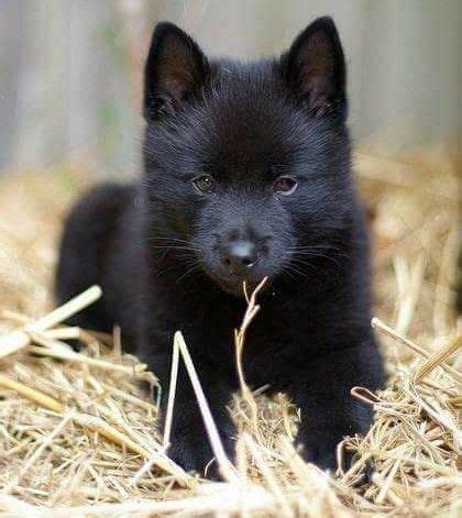 Black puppy wolf, 😘 😘 😘 ... Credi | Schipperke puppies, Schipperke dog ...