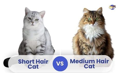 Short Hair vs Medium Hair Cat - Similarities & Differences