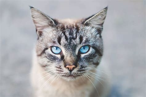 Lymphoma in Cats: Symptoms & Treatment | Rancho Village Veterinary Hospital | La Mesa Vets