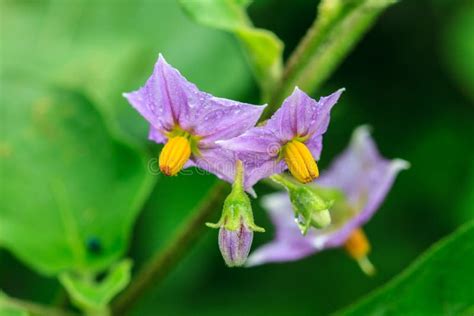 Purple Wild Eggplant Flowers Blooming Stock Image - Image of plant, leaf: 154007227