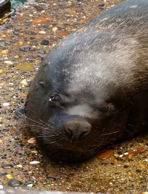 Chile: IX Región: Valdivia | Nekotabi | Valdivia chile, Chile, Fauna ...