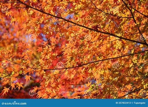 Kyoto Autumn Leaves in Japan Stock Image - Image of leaves, forest ...