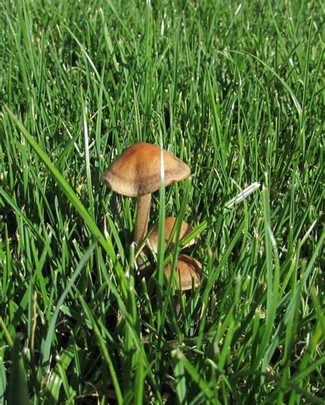 Panaeolus cinctulus: Identification, Effects & More | DoubleBlind Mag