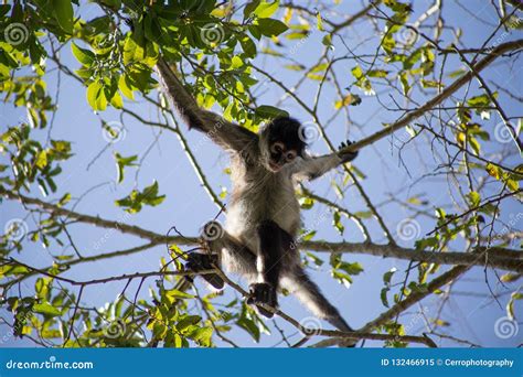 Brown Spider Monkey Hanging from Tree, Costa Rica, Central America ...