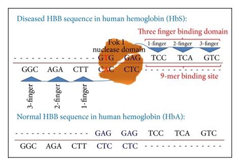 Mutated HBB diseased gene. Normal HbA target sequence versus single... | Download Scientific Diagram