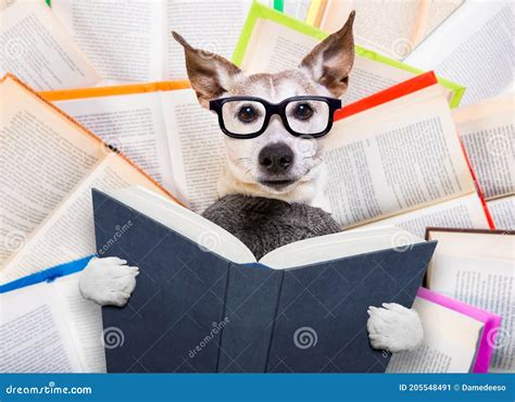 846 Dog Reading Books Stock Photos - Free & Royalty-Free Stock Photos from Dreamstime