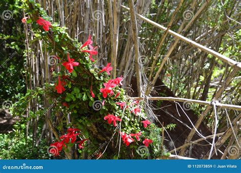 Plants of the Valdivian Temperate Rainforests in Southern Chile Chilean Patagonia Stock Image ...