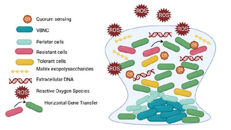 All of the Following Are Correct About Biofilms Except