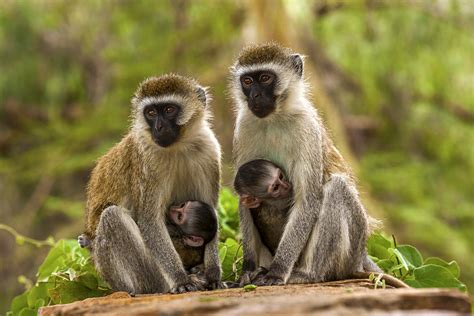 How are African green monkeys linked to Marburg virus? - CGTN