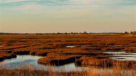 11 Facts About Salt Marshes and Why We Need to Protect Them