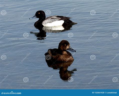 Male and Female Greater Scaup or Aythya Marila Stock Photo - Image of ...