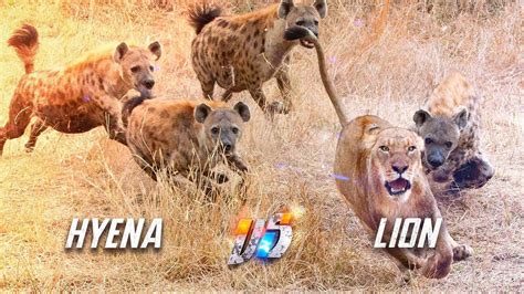 Hyena VS Lion - YouTube