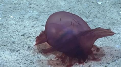 Rare ‘headless chicken monster’ captured on camera near Antarctica | Sky News Australia