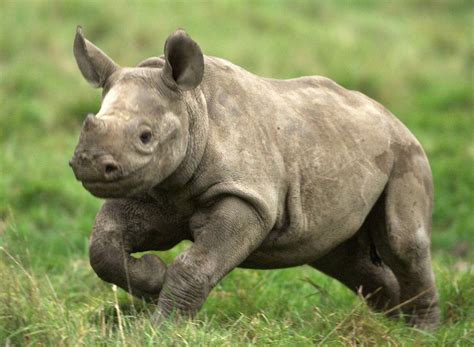 Black Rhino | Species | Save the Rhino International | Animaux trop ...