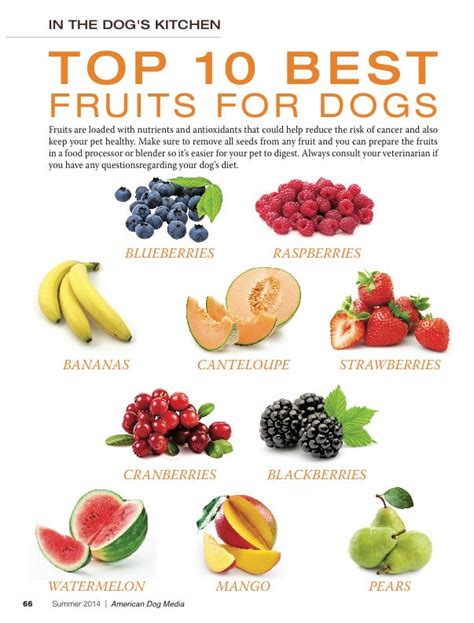 TOP 10 BEST VEGETABLES FOR MY DOG. | Make dog food, Fruits for dogs, Dog food recipes