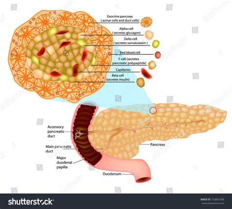 Islets Langerhans Pancreas Islets Langerhans Contain Stock Vector ...