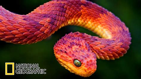 Nature The Reptiles – Snakes [National Geographic Documentary 2020 HD] – Reptile Keeper