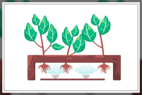 Aeroponic Farming: A Modern Farming Method - AAAKSC