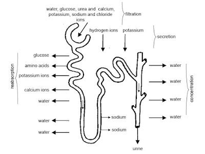 URINARY SYSTEM INFORMATION- PROCESS OF FILTRATION-KIDNEYS-LESSON 75 |FREE ONLINE MEDICAL ...