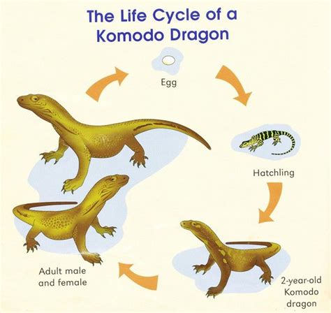 Komodo Dragons - Komodo Monitors | Komodo dragon, Komodo, Monitor lizard