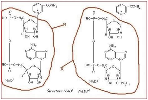 Structure of NAD and NADP. | Download Scientific Diagram