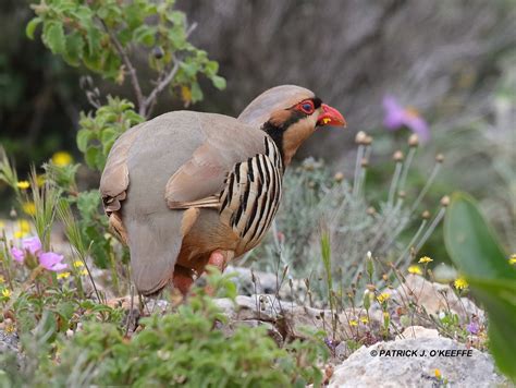 Raw Birds: CHUKAR PARTRIDGE (Alectoris chukar subspecies A. c. cypriotes) Akrotiri Peninsula ...