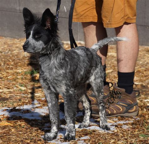 Meet Maizey, a Blue Heeler mix whose owner is looking to develop her ...