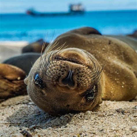 I Photographed Sea Lions In The Galápagos, And There’s A Reason People Call Them The Puppies Of ...