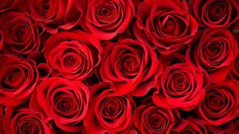 √ Red Roses Background