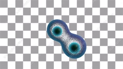 Mitosis Animation