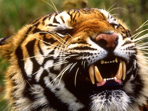 Bengal Tiger Wallpapers | Fun Animals Wiki, Videos, Pictures, Stories