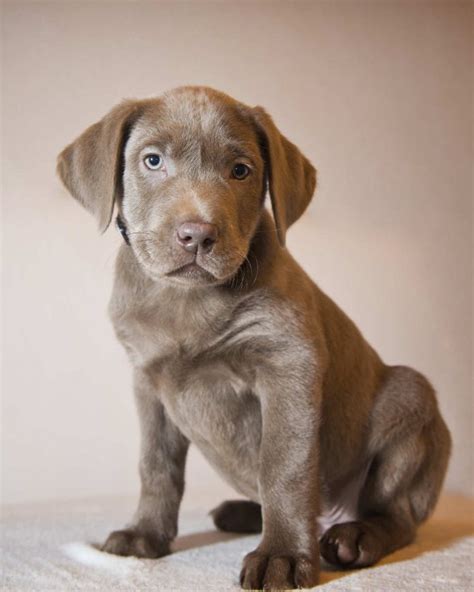 Silver Lab: datos sobre los labradores retriever plateados | Aranjuez