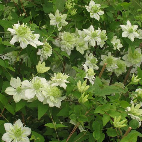 Clematis florida Alba Plena - Clematis Westphal