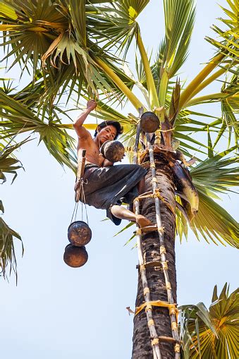 Harvesting The Toddy Palms Stock Photo - Download Image Now - iStock