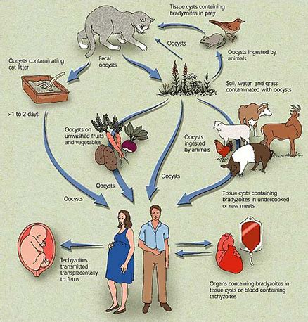 Life-Cycle-of-Toxoplasma | The Health Matrix