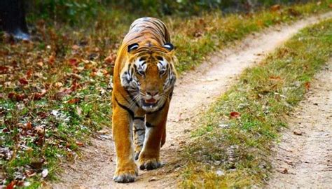 Kanha National Park 2023: What To Expect From This Wildlife Reserve