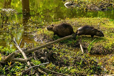 A 'Swarm Of Swamp Rats' Took Over A Park In Texas Because 2020 Truly ...