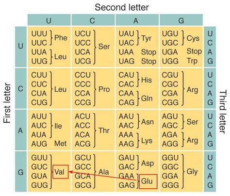 Glu to Val in sickle-cell anemia