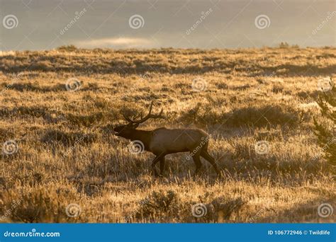 Bull Elk Bugling at Sunrise Stock Photo - Image of sunrise, mammal: 106772946